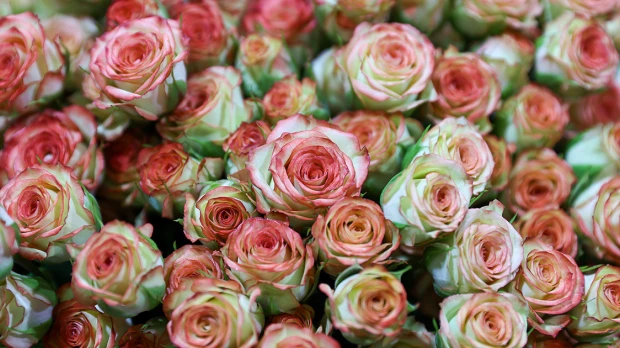 La rosa ecuatoriana, un poema de pétalos que celebra a las madres del mundo