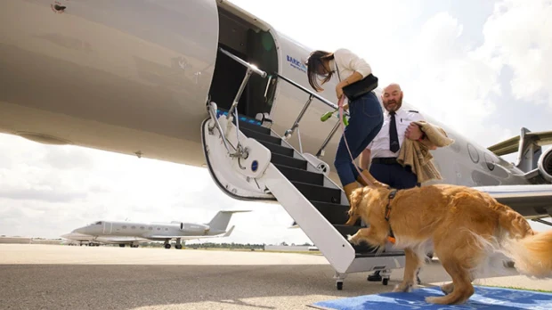Bark Air, la primera aerolínea para perros, revoluciona los viajes