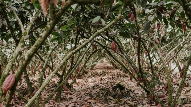 Calor extremo presiona al agro y podría impactar la producción en Ecuador