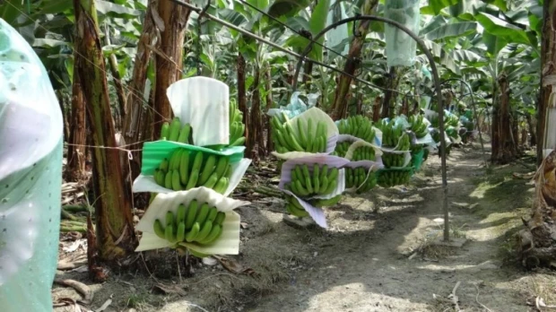 Exportaciones de banano de Ecuador arrancan 2026 con alza cercana al 10%