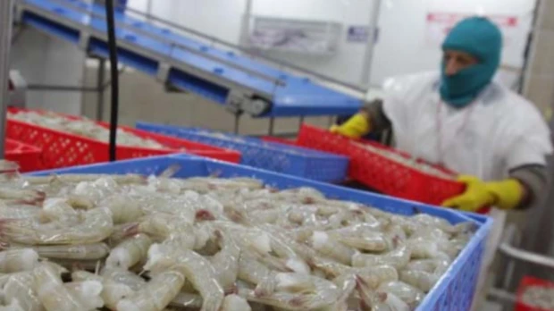 Exportaciones de camarón lideran ingresos externos y evidencian cambio en la economía ecuatoriana