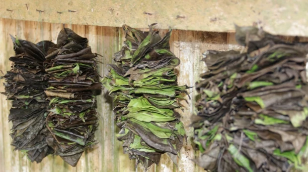 ¿Cuáles son los beneficios medicinales de las plantas de la Amazonía ecuatoriana? 