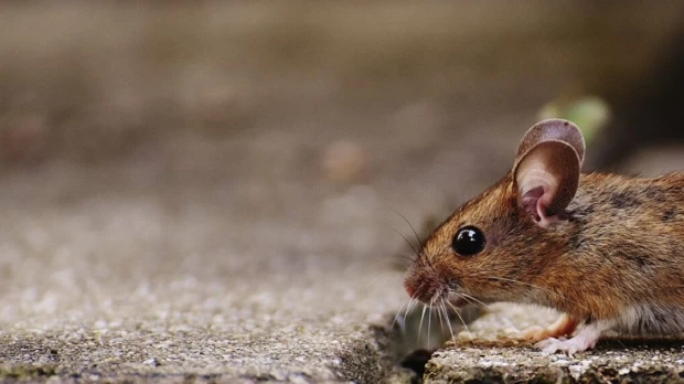Qué es el hantavirus y por qué vuelve a estar bajo vigilancia