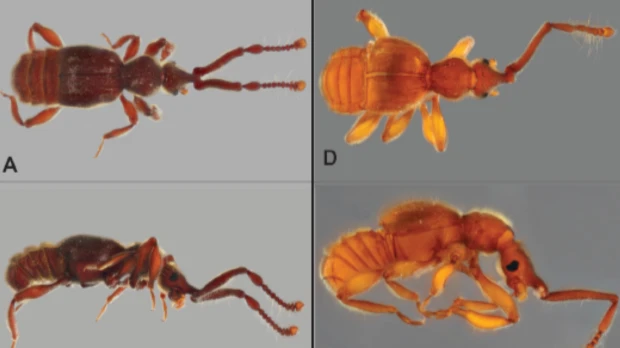 12 nuevas especies de escarabajos fueron descritas en Ecuador