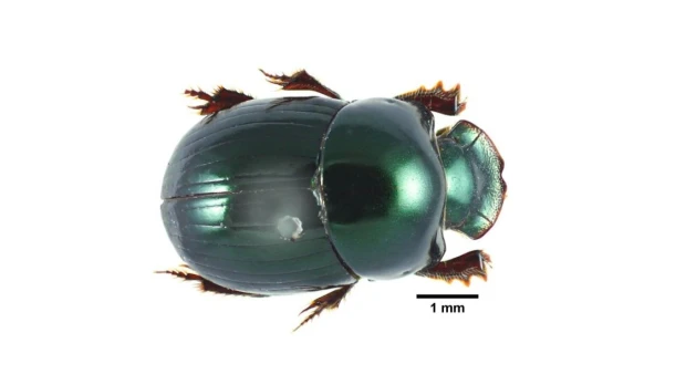 Identifican 62 especies de escarabajos clave para el equilibrio ecológico de la Amazonía ecuatoriana