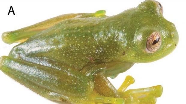 Descubren en la Amazonía ecuatoriana una nueva especie de rana de cristal