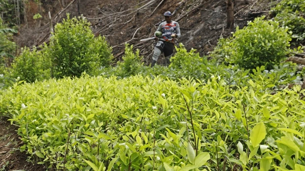 Los cultivos de coca en Colombia volvieron a romper récord con 230.000 hectáreas en 2022
