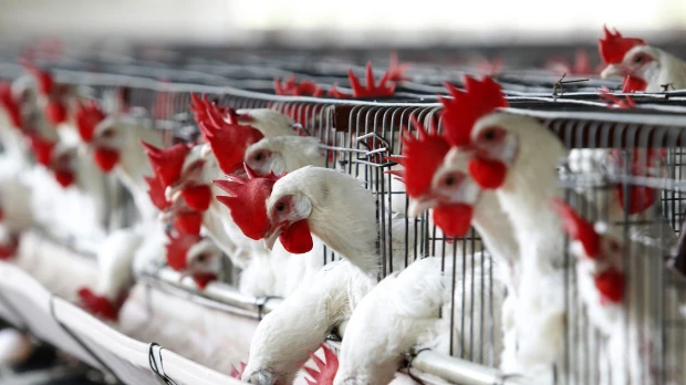 Más de 180.000 aves han sido sacrificadas para frenar brote de gripe aviar
