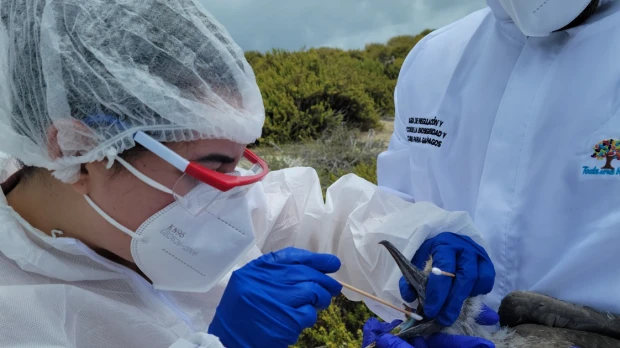 Los casos de gripe aviar en fauna silvestre de Galápagos disminuyen