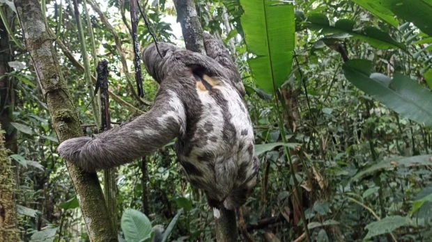 Animales silvestres fueron rescatados en Sucumbíos, Napo y Guayas