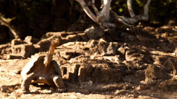 'Solitario George', la última tortuga de Galápagos de su tipo, protagonizará corto animado
