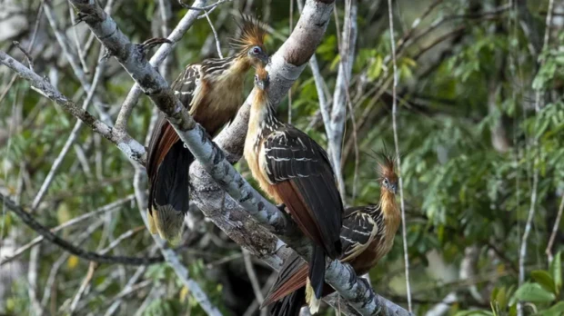 El bosque comestible biodiverso "más grande del mundo" echa raíces en Ecuador