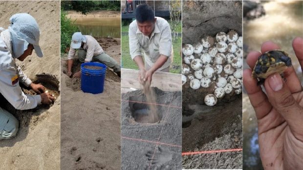 742 huevos de tortuga charapa fueron recolectados en el Yasuní
