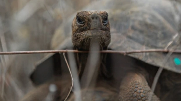 Reintroducen 277 tortugas gigantes para reforzar conservación en Galápagos en Ecuador