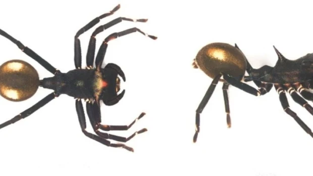 Nueva araña en el Yasuní imita hormigas para cazar y confirma riqueza aún inexplorada