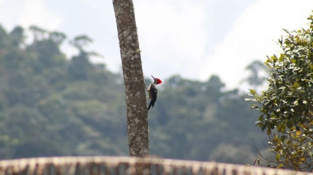 El cambio climático amenaza la supervivencia de las aves amazónicas