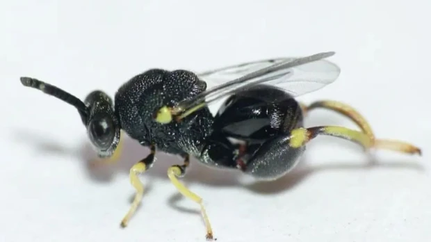 Una especie de avispa diminuta fue registrada por primera vez en Zamora Chinchipe