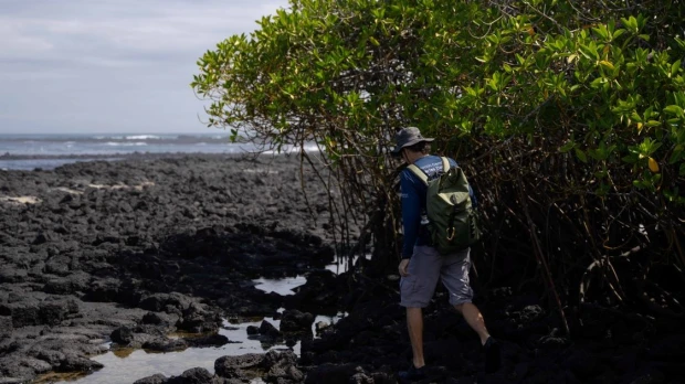 Los manglares de Galápagos están bajo amenaza