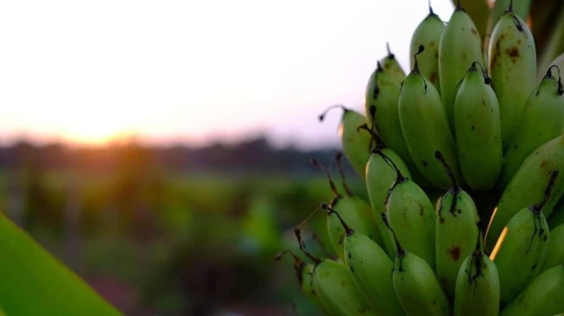 El sector bananero ecuatoriano enfrenta varios desafíos