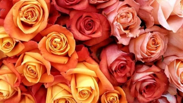 Exportación de flores crece en volumen pero cae en ingresos