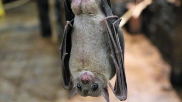Una nueva especie de murciélago fue descubierta en Zamora