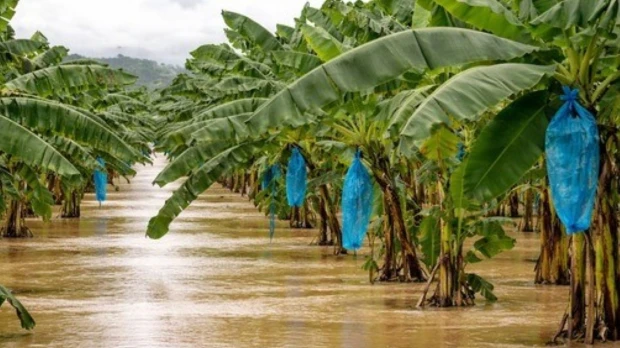 Lluvias intensas elevan el riesgo para las siembras de banano y plátano en Ecuador