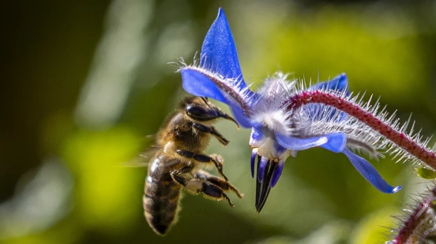 La FAO pide proteger a las abejas por ser "vitales" para el futuro de los ecosistemas