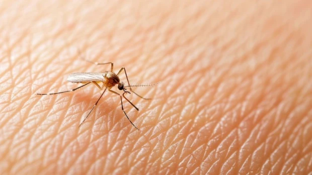 Ecuador registra más de 23.000 casos de dengue; Morona Santiago y Pastaza mantienen transmisión activa