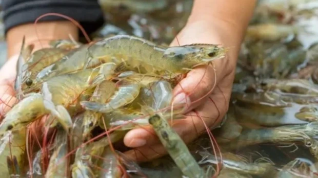 Argentina importará langostino ecuatoriano por conflicto laboral