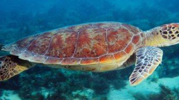 15 países se reúnen en Ecuador para proteger a las tortugas marinas