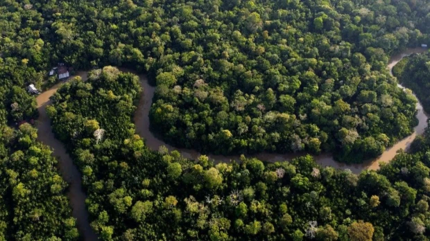 Descubren nueva planta prehistórica adaptada a zonas inundables de la Amazonía peruana