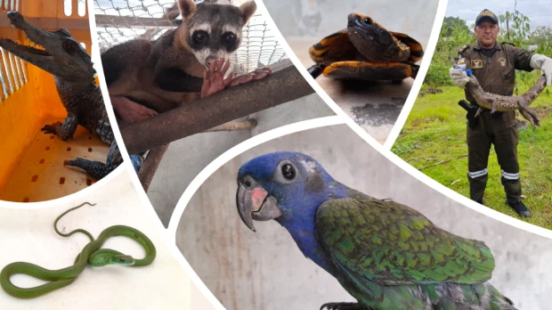 7.400 animales silvestres fueron rescatados en 2025