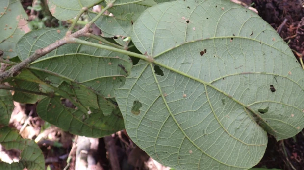 Árbol gigante fue identificado en la Reserva Mashpi-Tayra