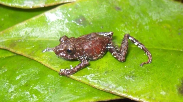 4 nuevas especies de ranas fueron descubiertas en Carchi