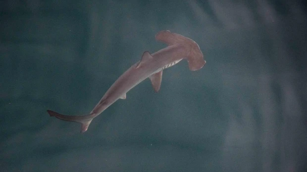 Una "guardería" de tiburones martillo liso fue hallada en Galápagos