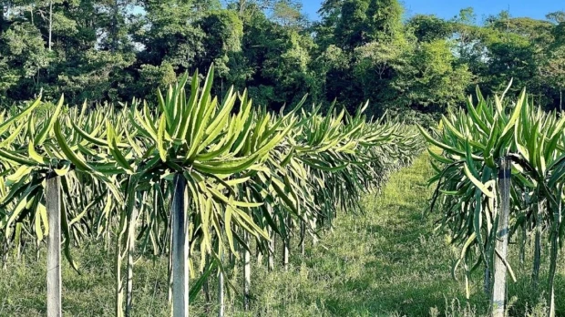 Ecuador perdió 239.000 hectáreas de bosque en 4 años