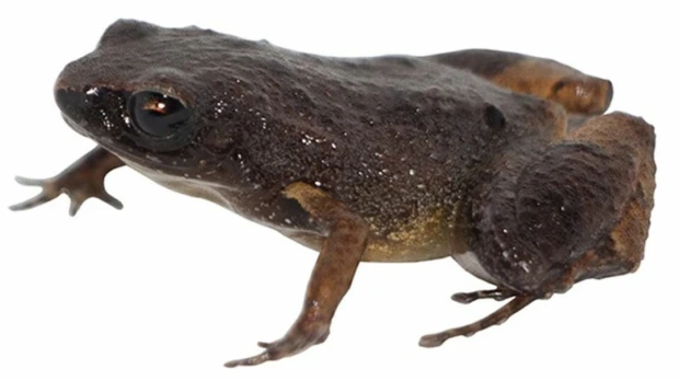 Investigadores descubrieron una nueva especie de rana de hojarasca