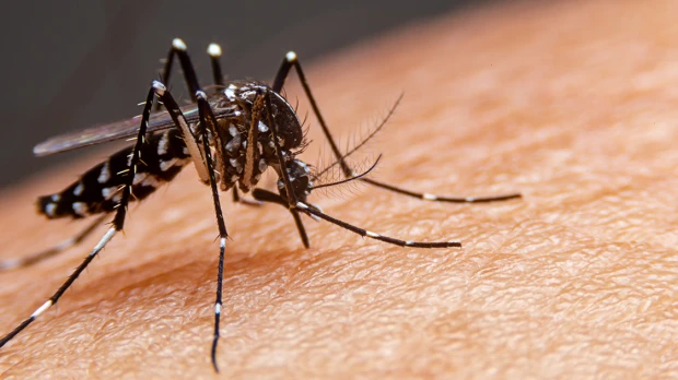 OMS considera "alto" el riesgo sanitario por brotes de oropouche en países de América