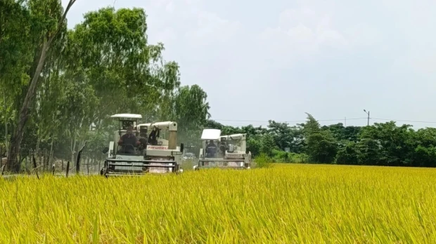 Gobierno adelanta compra directa de arroz y fija inicio de recepción para el 4 de mayo