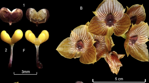 Especie de orquídea fue descubierta cerca del Parque Nacional Llanganates