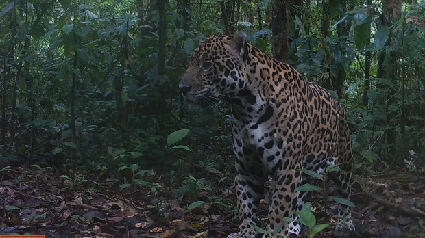 Imágenes inéditas de la fauna en la Reserva Cuyabeno: grupo de Kichwas amazónicos está ayudando a proteger el jaguar usando cámaras trampa.