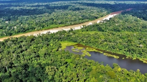 El 42 % de los bosques vírgenes de la Amazonía no tiene protección y pueden desaparecer