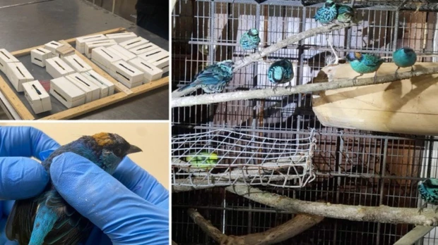 Ciudadano belga intentó sacar 22 aves silvestres