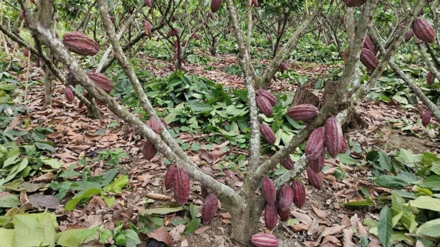 El cacao desplazó al banano en las exportaciones 