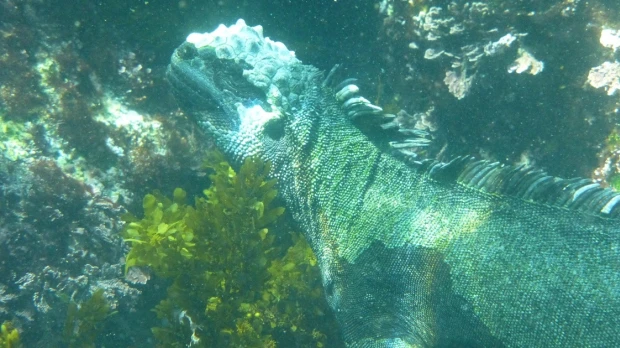 Islas Galápagos: El turismo de buceo está bajo la lupa de los científicos