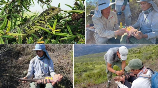 Neonatos de iguana rosada fueron descubiertos por primera vez en Isla Isabela