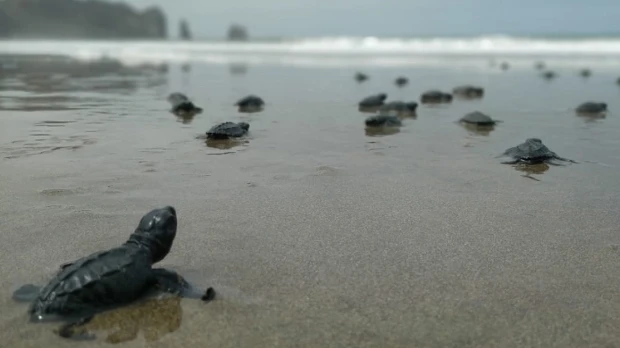 Más de cuatro mil tortugas marinas nacieron en Manabí