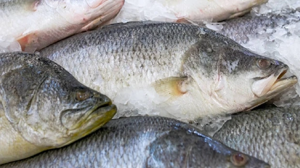 Peces de la Amazonía están contaminados con metales pesados