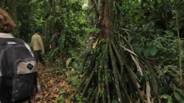 Las palmeras caminantes, un espectáculo de la Amazonía ecuatoriana