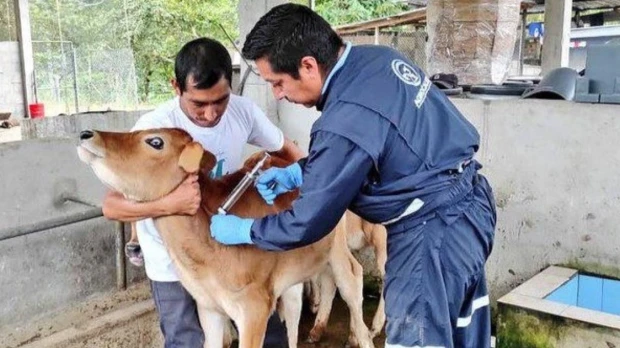Ecuador inició vacunación contra la fiebre aftosa 
